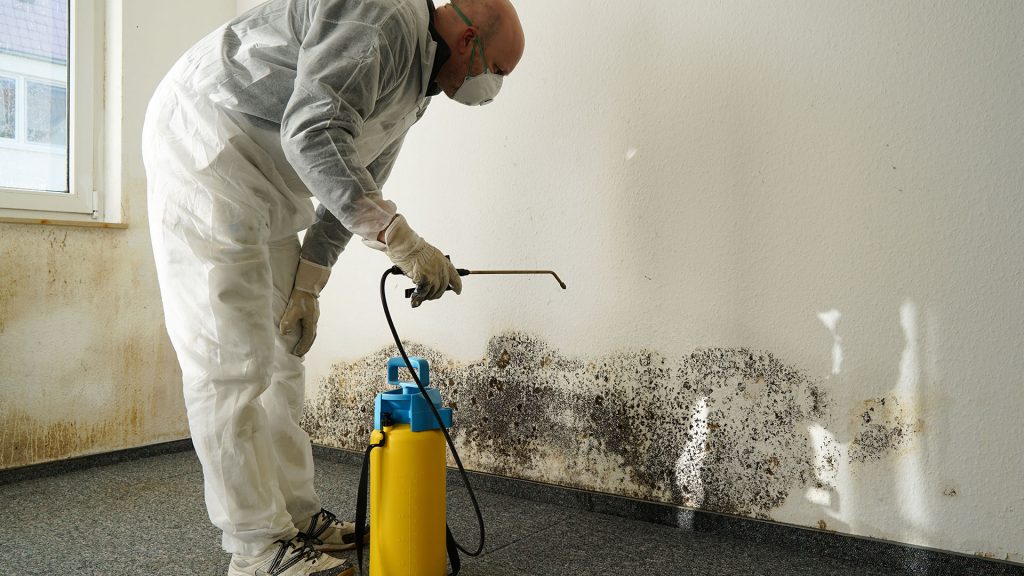 professional removing mold from interior wall